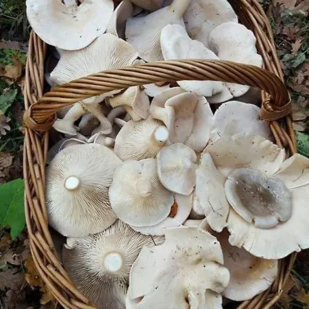 Sant'elia 4* Alessandria del Carretto